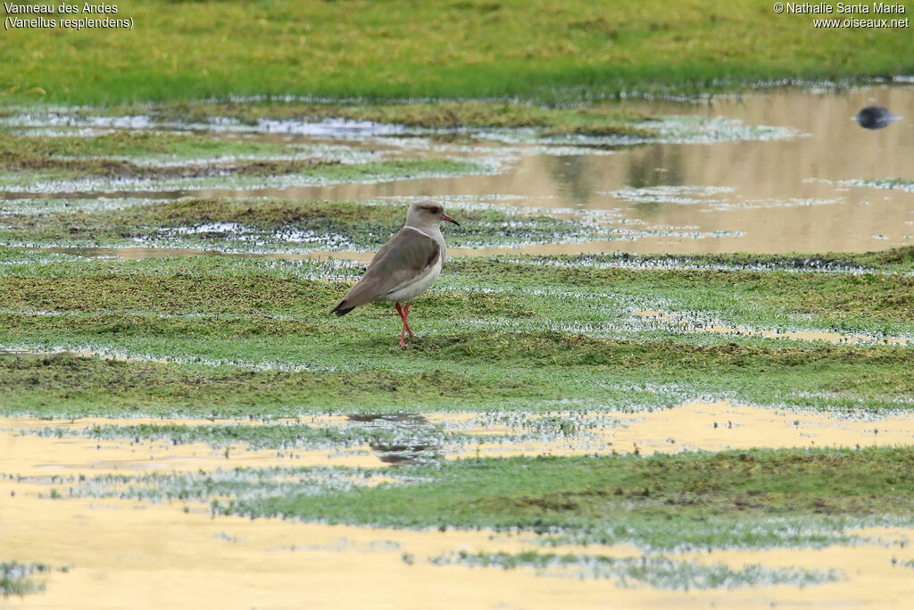 Andean Lapwingadult, habitat