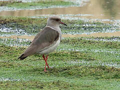 Andean Lapwing