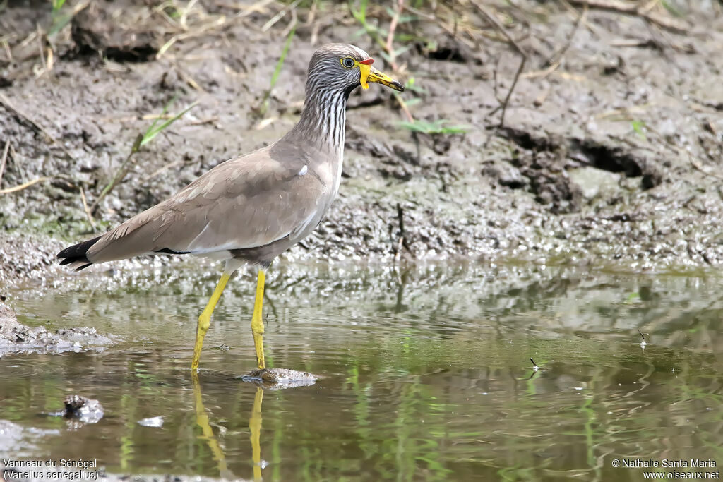 African Wattled Lapwingadult, identification, habitat, walking