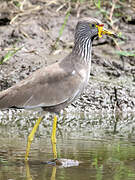 African Wattled Lapwing