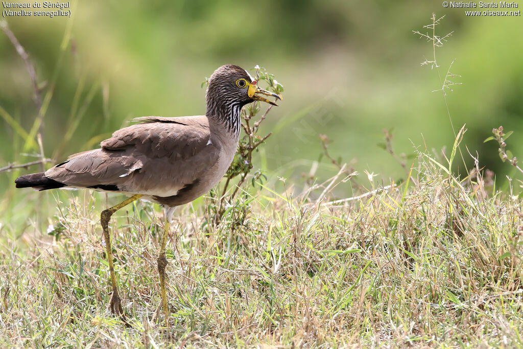 African Wattled Lapwingadult, identification, habitat, walking