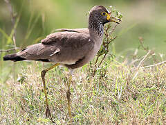 African Wattled Lapwing