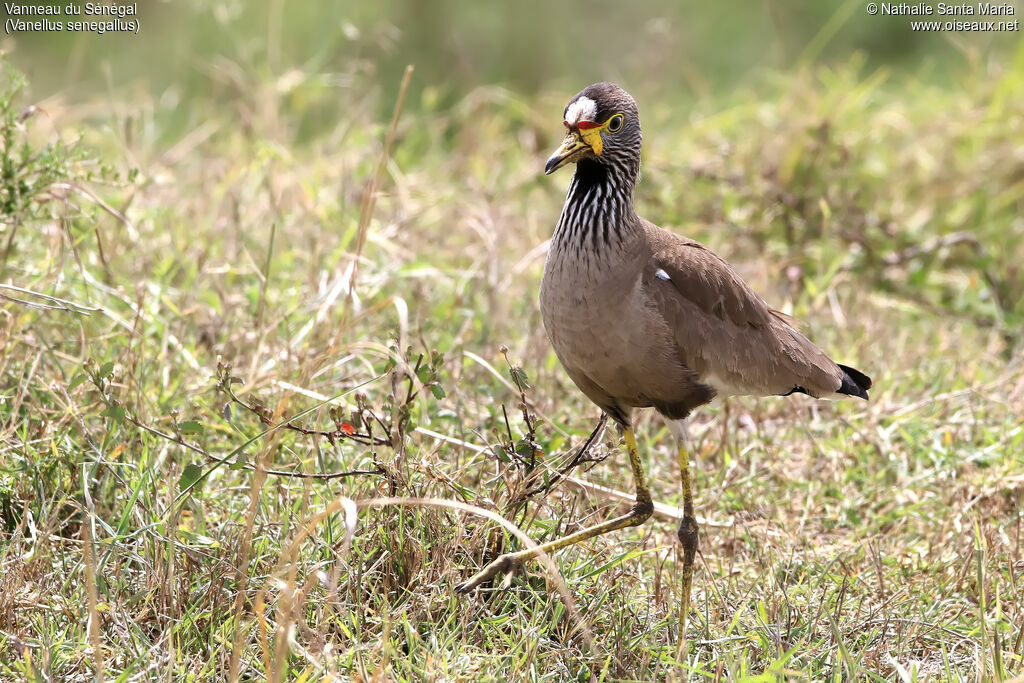 African Wattled Lapwingadult, identification, habitat, walking