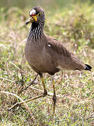 African Wattled Lapwing