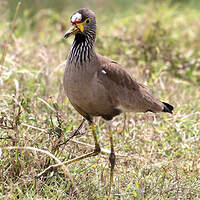 Vanneau du Sénégal