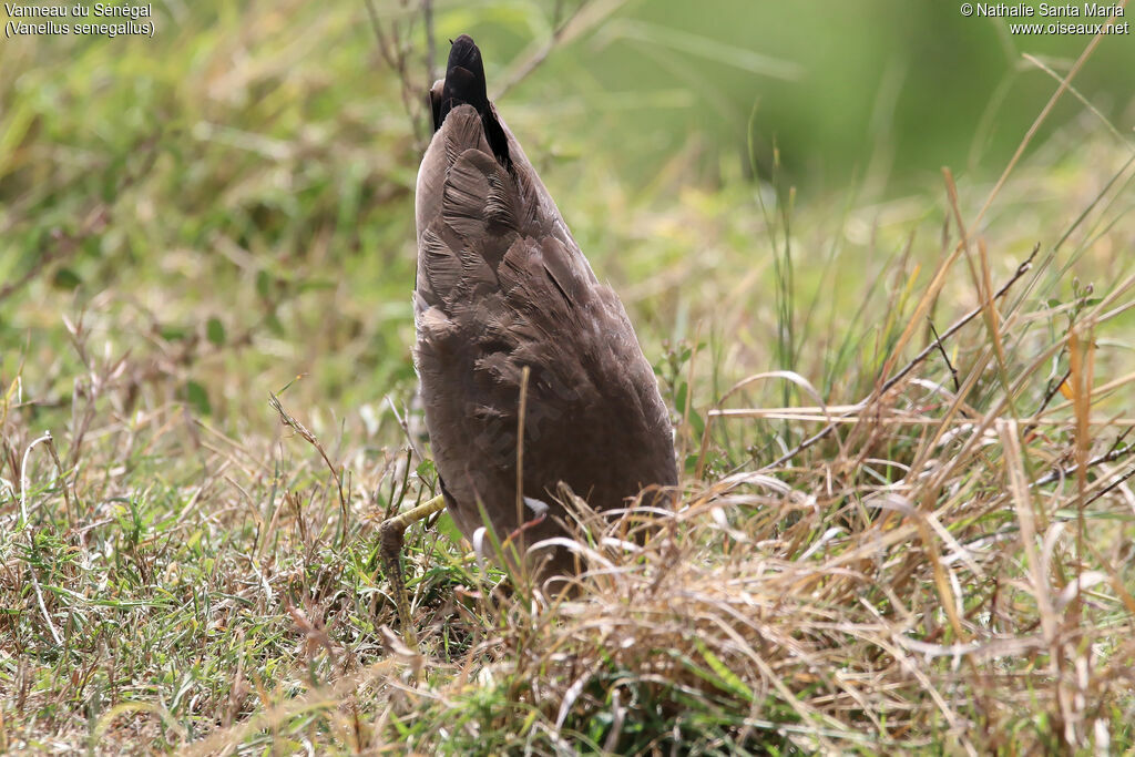 African Wattled Lapwingadult, habitat, fishing/hunting, Behaviour