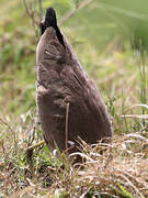 African Wattled Lapwing