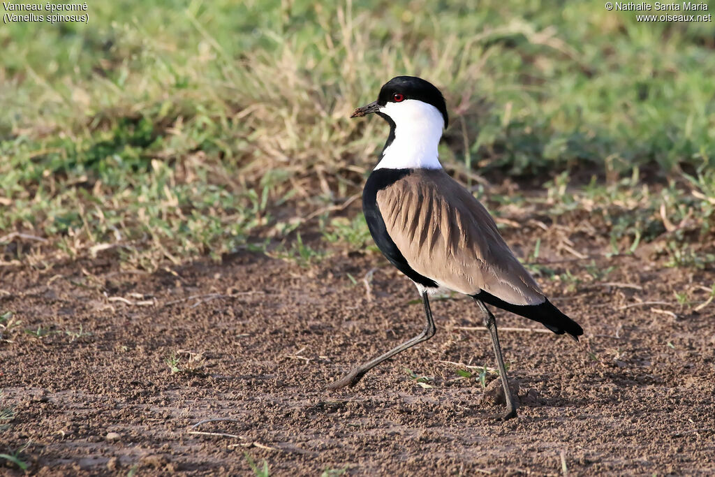 Spur-winged Lapwingadult, identification, habitat, walking