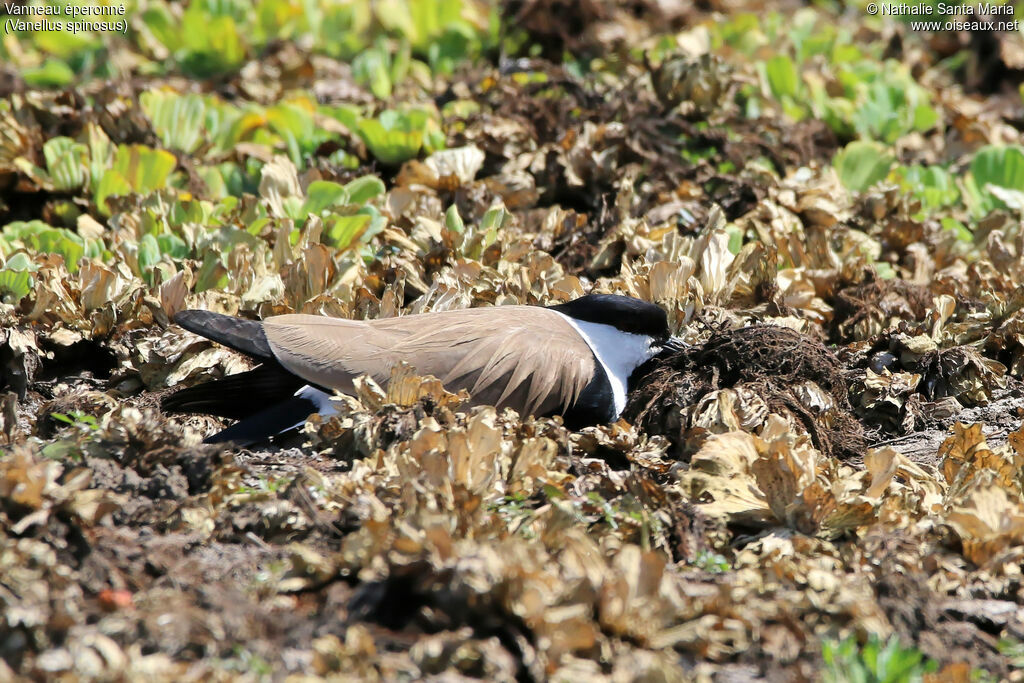 Spur-winged Lapwingadult, identification, habitat, Reproduction-nesting