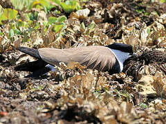 Spur-winged Lapwing