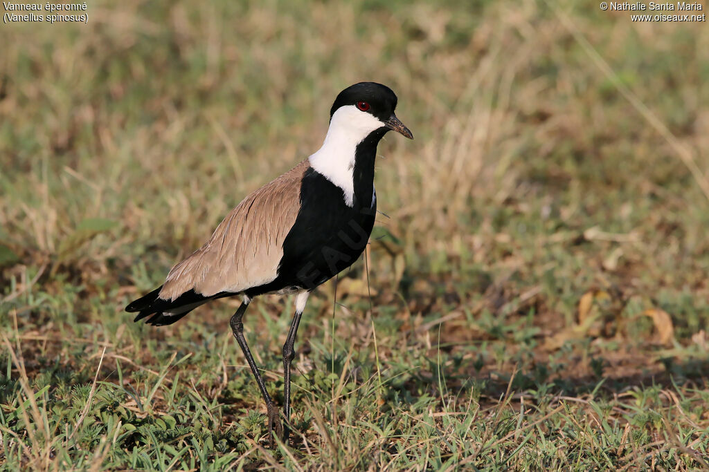 Spur-winged Lapwingadult, identification, habitat, walking