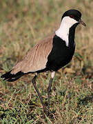 Spur-winged Lapwing