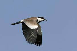 Spur-winged Lapwing