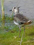 Northern Lapwing