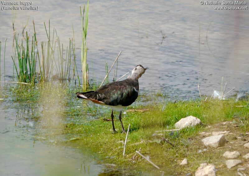 Northern Lapwingadult post breeding, habitat, Behaviour