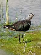 Northern Lapwing