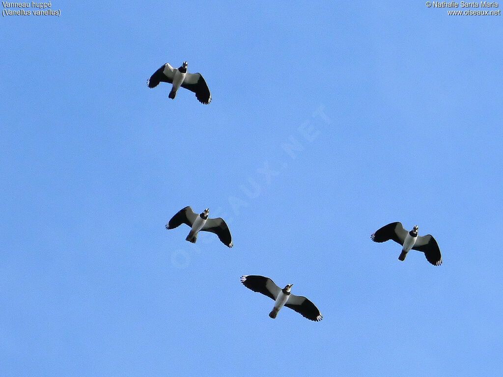 Northern Lapwingadult breeding, Flight, Behaviour