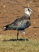 Northern Lapwing