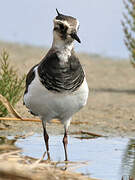 Northern Lapwing