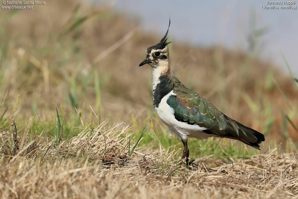 Northern Lapwingjuvenile, identification, habitat, walking, Behaviour