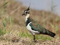 Northern Lapwing