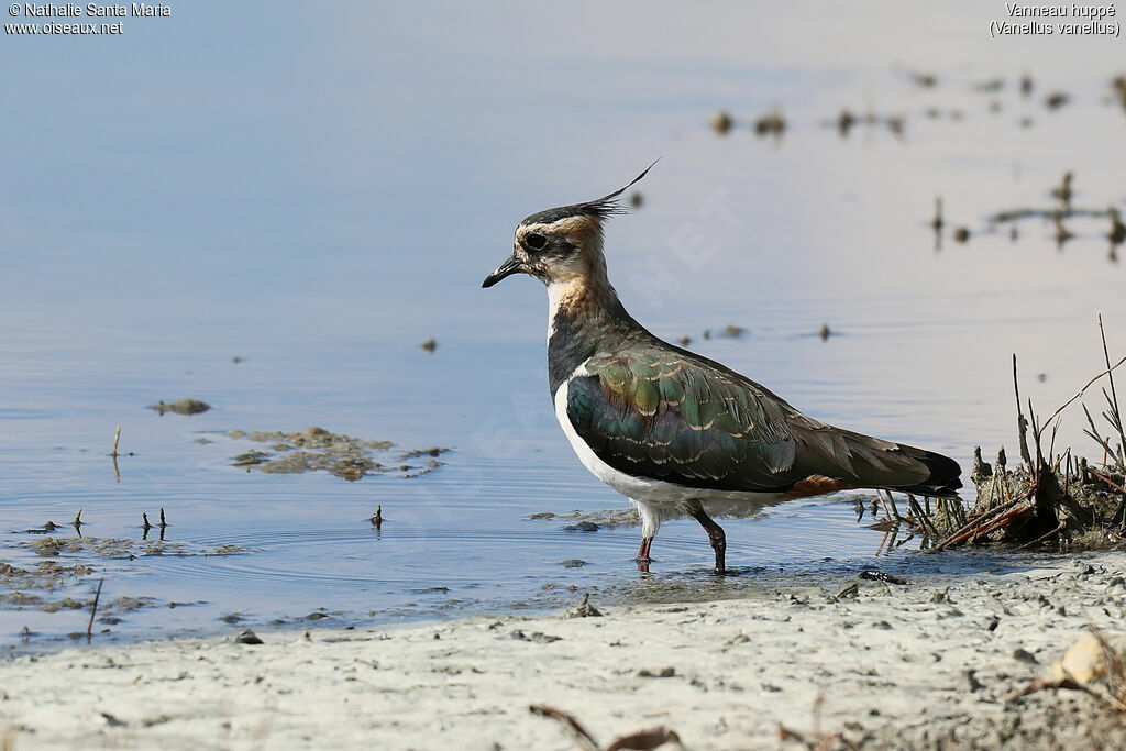 Northern Lapwingjuvenile, identification, habitat, walking, Behaviour