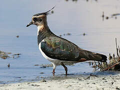 Northern Lapwing