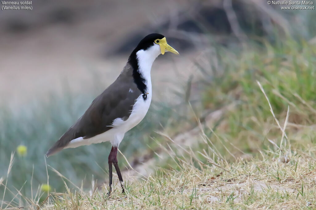 Vanneau soldatadulte, identification