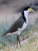 Masked Lapwing