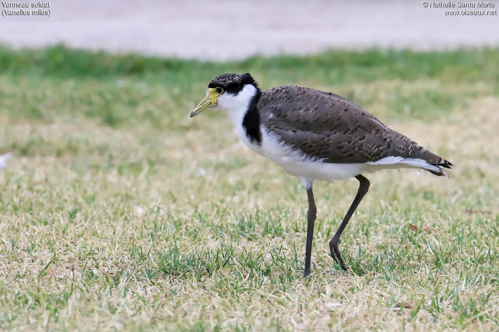 Masked Lapwingimmature, identification, walking