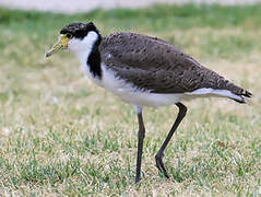 Masked Lapwing