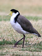 Masked Lapwing