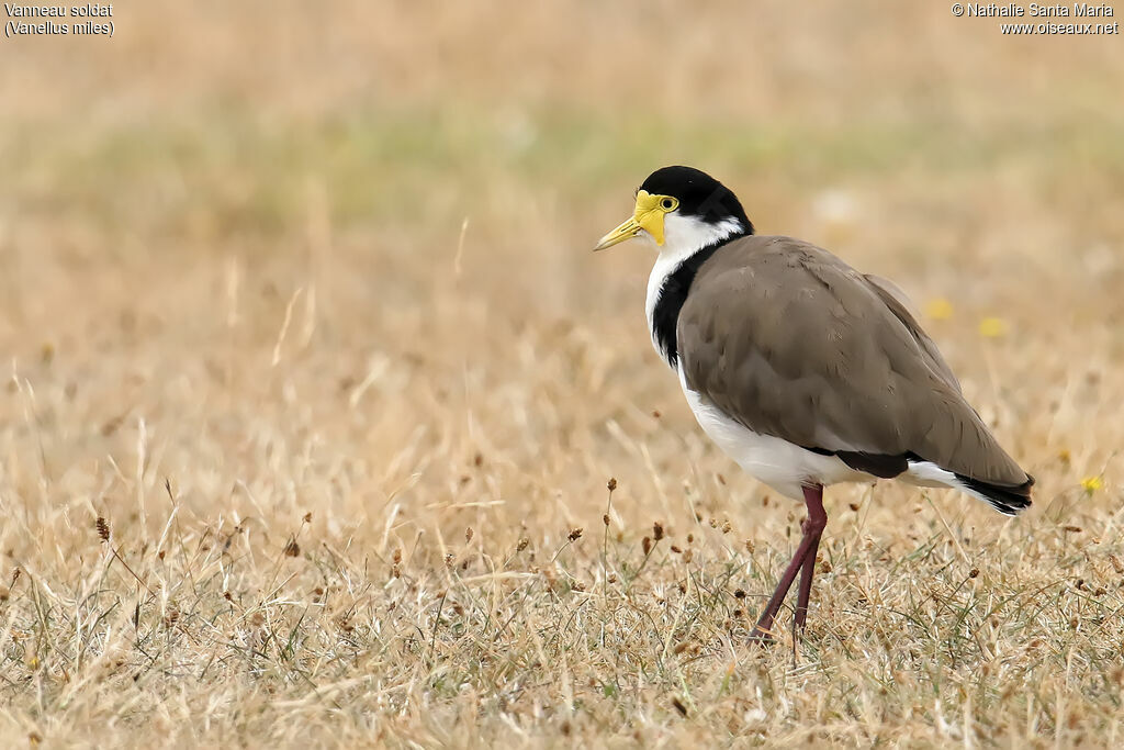 Masked Lapwingadult, habitat, walking