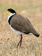 Masked Lapwing