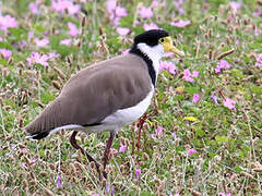 Masked Lapwing