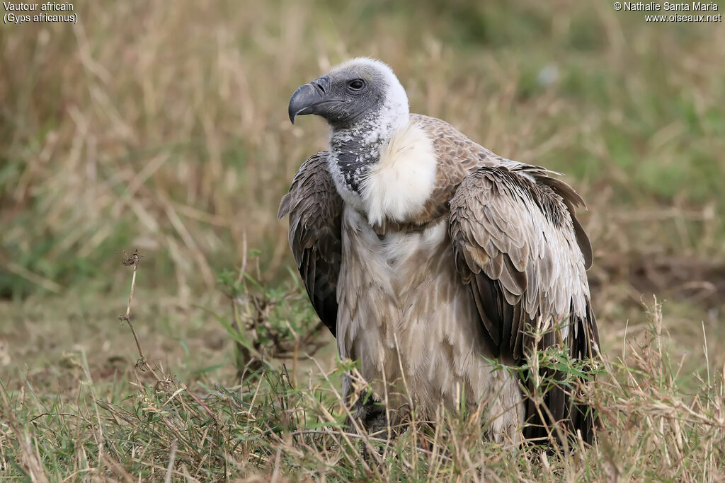 Vautour africainimmature, identification, habitat