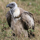 Vautour africain
