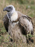 White-backed Vulture