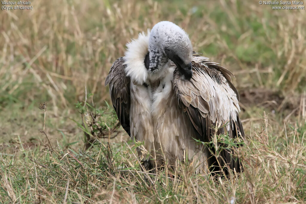 Vautour africainimmature, identification, habitat, soins