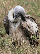 White-backed Vulture