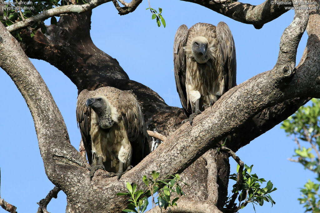 White-backed Vultureimmature, identification, habitat, Behaviour