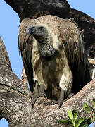 White-backed Vulture