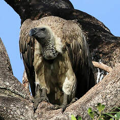 Vautour africain