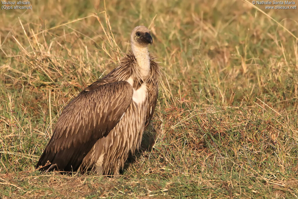 Vautour africainimmature, identification, habitat