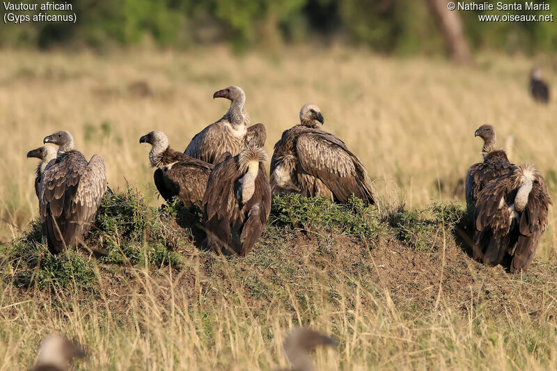 White-backed Vulture, habitat, Behaviour