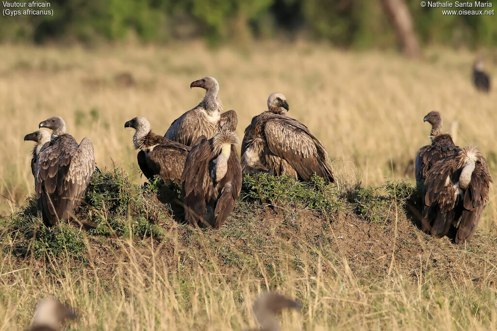 Vautour africain, habitat, Comportement