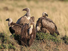 White-backed Vulture