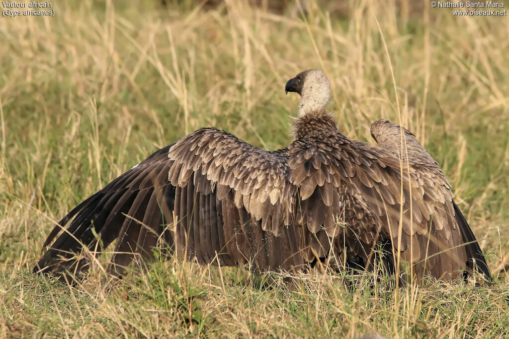 Vautour africain, habitat, composition, Comportement