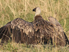 White-backed Vulture