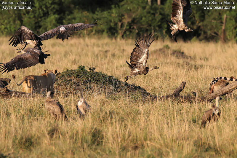 White-backed Vulture, habitat, Flight, Behaviour